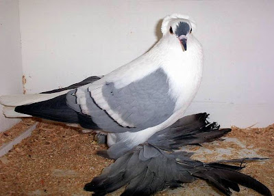 Saxon Fairy Swallow Pigeon