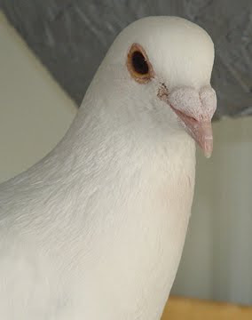 White Flying Homer Pigeon