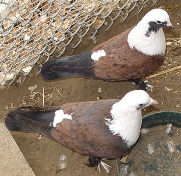 Shirazi Pigeon - Shakhsharli Tumbler Pigeon