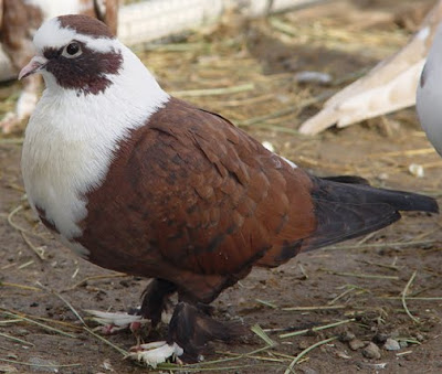 Shirazi Pigeon - Shakhsharli Tumbler Pigeon