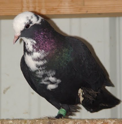 Shirazi Pigeon - Shakhsharli Tumbler Pigeon