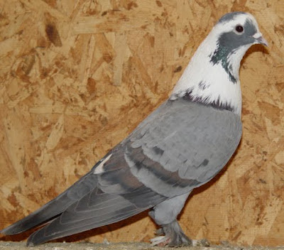 Shirazi Pigeon - Shakhsharli Tumbler Pigeon