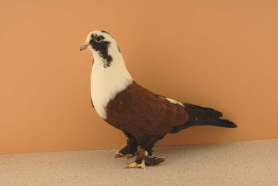 Shirazi Pigeon - Shakhsharli Tumbler Pigeon