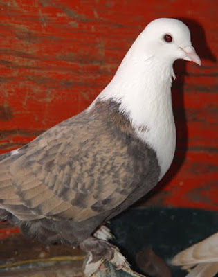 Shirazi Pigeon - Shakhsharli Tumbler Pigeon