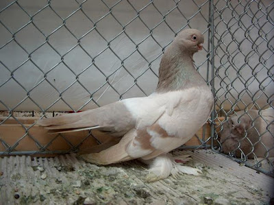 Berlin Short Faced Muffed Tumbler Pigeon