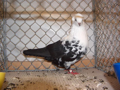 Timisoara Tumbler Pigeon