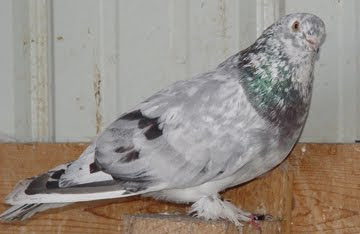 Syrian Coop Tumbler Pigeon