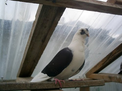 Syrian Turbiteen Pigeon - Barbarisi Owl Pigeon