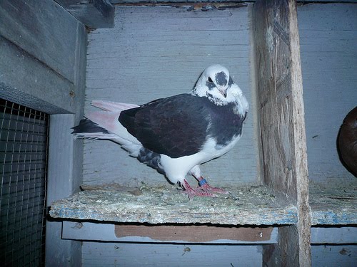 Doves For Sale >> Syrian Turbiteen Pigeon (Barbarisi Owl Pigeon) Pictures ... Doves For Sale >> Syrian Turbiteen Pigeon (Barbarisi Owl Pigeon) Pictures ...