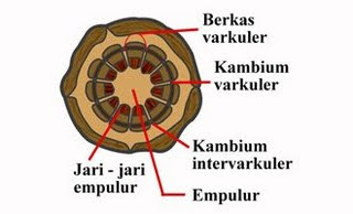 afthon yazid