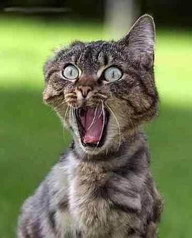 http://4.bp.blogspot.com/_rZPCQkfNPek/TKj9E0VARdI/AAAAAAAABAc/d4aO9kp8QhI/s1600/yikes+cat.jpg