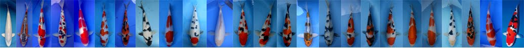 memo koi