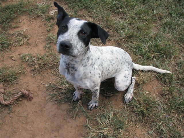 Stillwater Cat And Dog Shelter Stillwater Cat And Dog Shelter