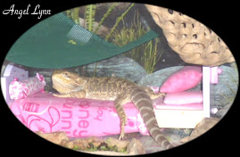 Our Dragons Have Their Own Beds!