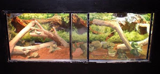 75-gallon-bearded-dragon-tank-setup
