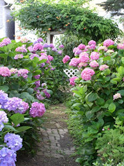 Hydrangea Row