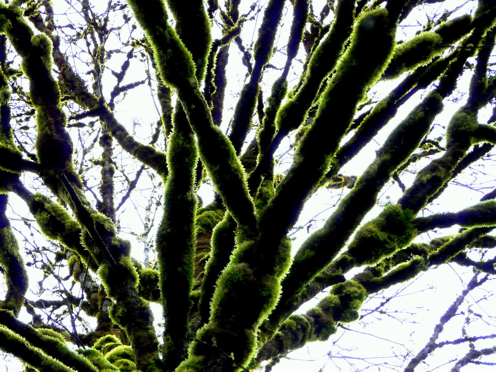 [moss+tree.jpg]