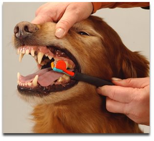 [dog-teeth-cleaning.jpg]