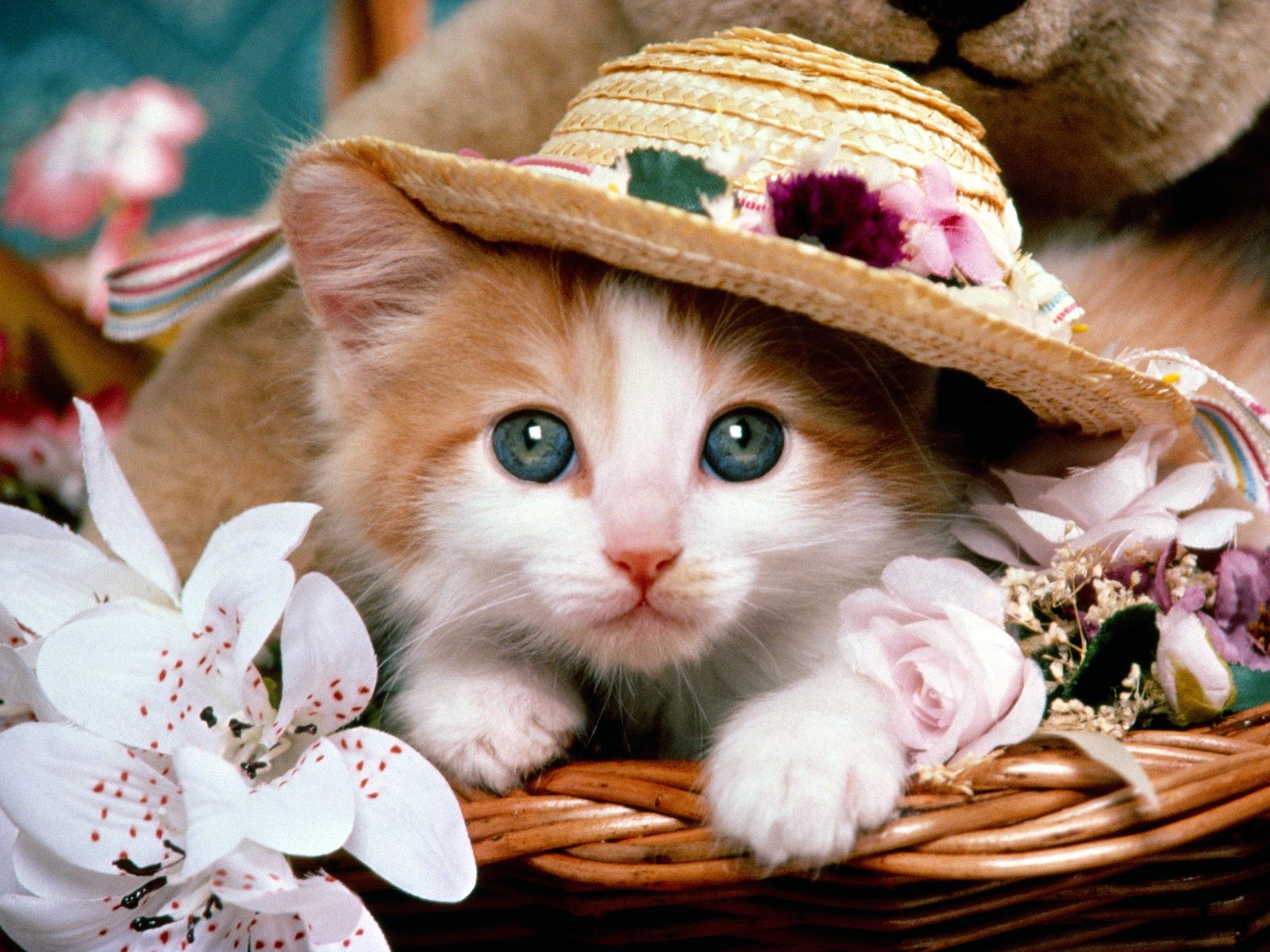 Cute-cat-with-hat.jpg