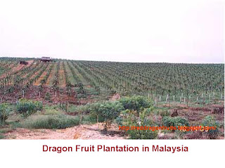 Dragon+fruit+plantation