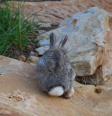 Visions of Bunny's Nursery Dancing in My Head Visions of Bunny's Nursery Dancing in My Head