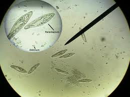 Penggolongan Protozoa Berdasarkan Alat Geraknya Dibedakan Penggolongan Protozoa Berdasarkan Alat Geraknya Dibedakan