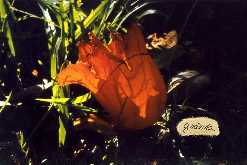 [Susana+-+No+ch&Atilde]