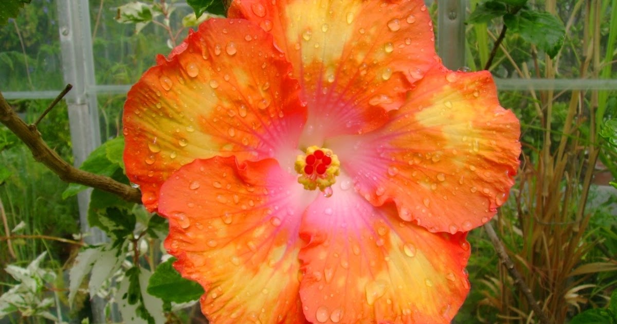 Plant Zone Hibiscus Blooms