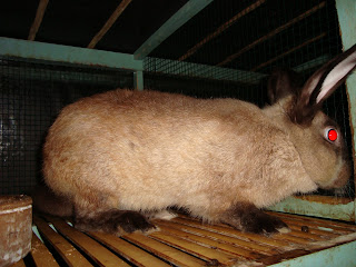 siammese sable kelinci siammese sable jantan