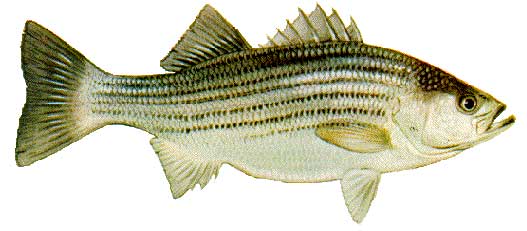 The radiant striped bass