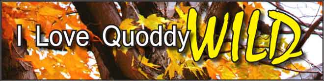 I Love Quoddy WILD