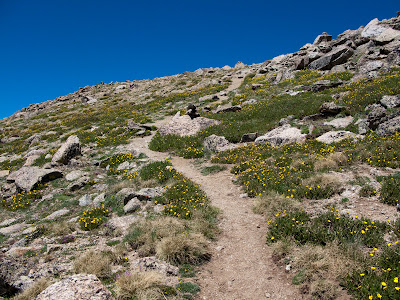 Mount Columbia, Alpine Grass And Flowers