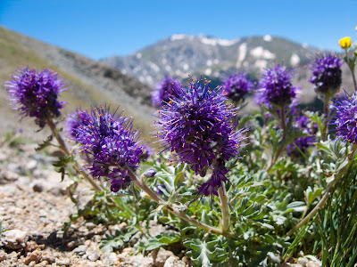 Mount Columbia, Purple Fringe