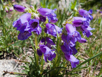 Mount Columbia, Penstemons