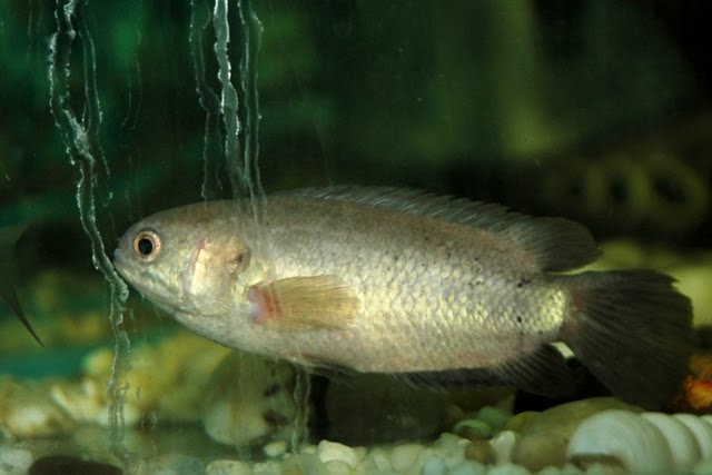 Ikan Karin