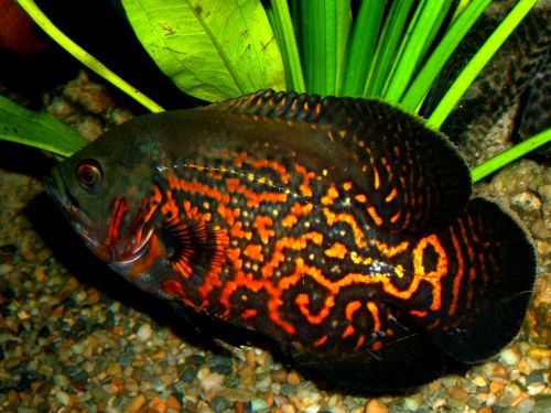 Kisah Aku Dengan Ikan Peliharaan Dalam Akuarium Part 2 Hans