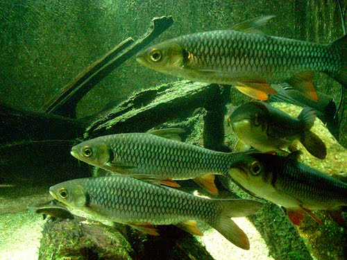 Kisah Aku Dengan Ikan Peliharaan Dalam Akuarium Part 2 Hans