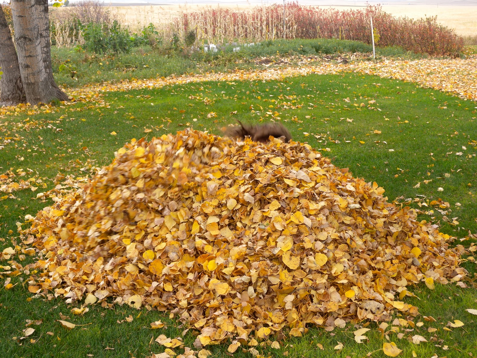 A Leaf Pile