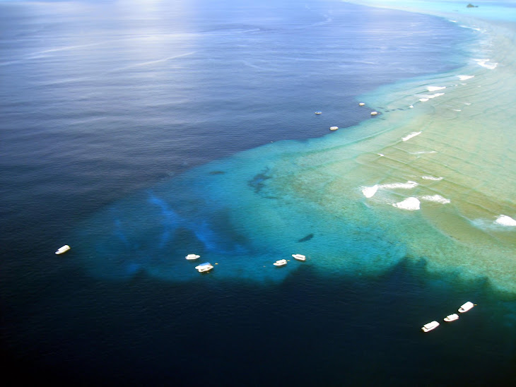 Palau's #1 Dive Site
