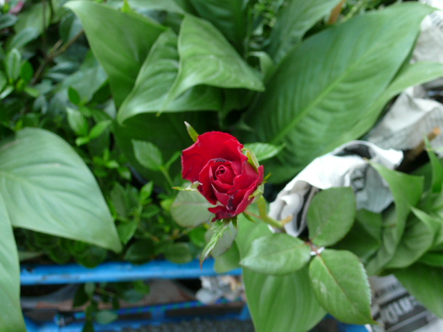 [P1020877.JPG]