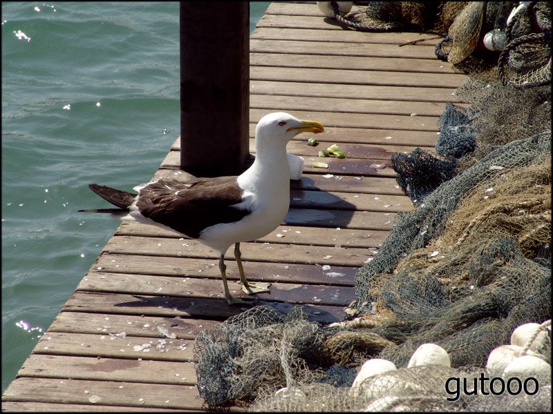 [gaivota.jpg]