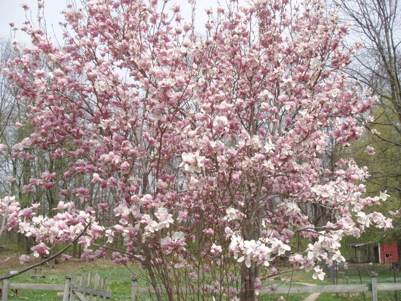 [pinktree.jpg]