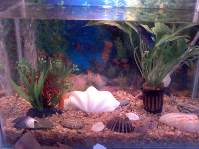 Como armar pecera(Peces agua fria) y recomendaciones Como armar pecera(Peces agua fria) y recomendaciones