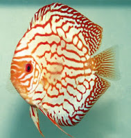 MENGENAL IKAN DISKUS | DEWI AQUATIC