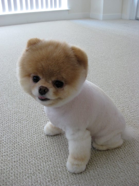 Cute Puppy Boo