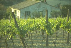 terre di faenza