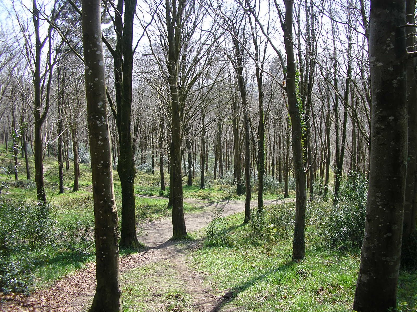 Alice in Galaxyland England's forests for sale