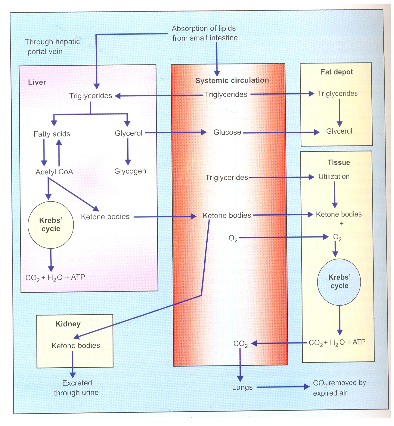 Pharma eXtremes: Digestion and absorption of lipids