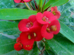 Bunga euphorbia