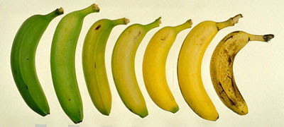 Plátanos y bananas: los boomerangs que se comen